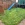 The rear garden before